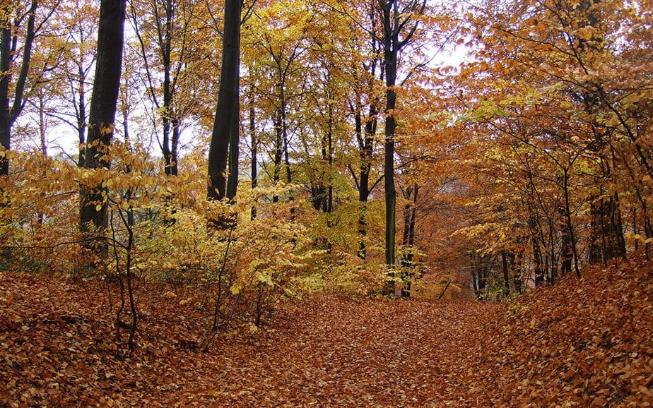 5 Tipps, wie Du im Oktober Deine Akkus in der Natur aufladen kannst