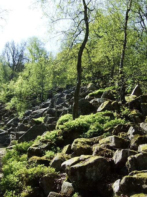Das Felsenmeer auf der ersten Etappe des Neckarsteigs weist viele von Moosen und Flechten bewachsene Steine auf, die von der Eiszeit in dieser Formation zurückgelassen wurden