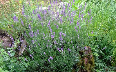 Lavendel: Weit mehr als nur ein betörender Duft
