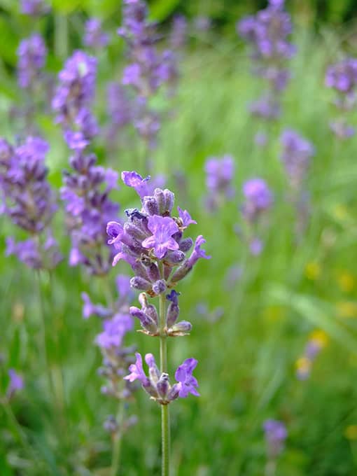 Lavendel gehört zu der Familie der Lippenblütler, die an ihren charakteristischen (lippenförmigen) Blüten erkannt werden können.