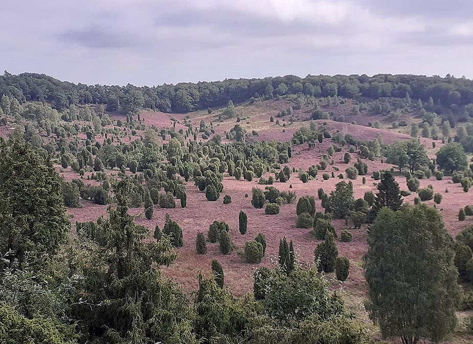 Im August wird die Lüneburger Heide zum Lila-Laune-Land, da dann die Heideblüte im vollen Gange ist.