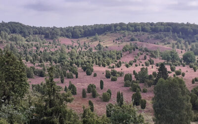 Im Lila-Laune-Land Lüneburger Heide gibt es viel zu entdecken