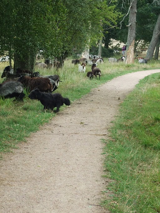 Der Hütehund treibt die heidschnucken der Lüneburger Heide zurück auf die richtige Seite