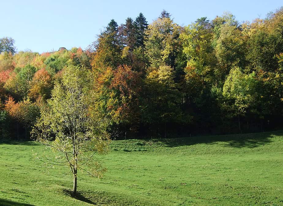 Am Jahreskreisfest Mabon kannst Du Deine Dankbarkeit zeigen.